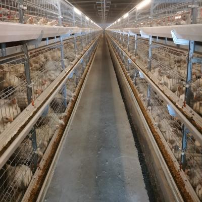 China Hot Selling Animal Feeding Cage Livestock and Poultry Breeding Equipment Chicken Cage for sale