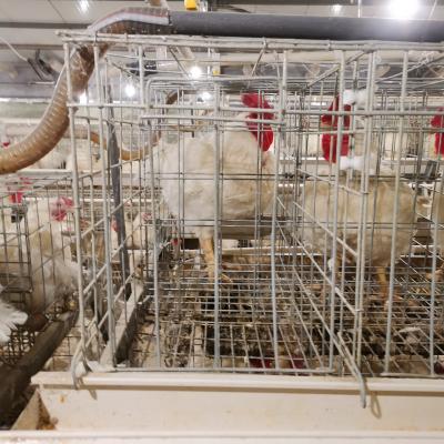 China Feeding Manufacturers Selling Livestock And Poultry Breeding Equipment Chicken Cage Egg Cage for sale