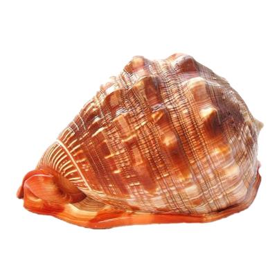 China Wholesale natural conch shell furniture collection aquarium landscape origin from Europe for sale