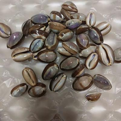 China Europe factory directly polished seashells for sale for sale