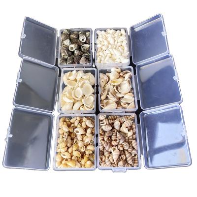 China China Shell 1-3cm Natural Plastic Box Packing Conch Shells Mini Corn Screw Aquarium Landscape Seashells Starfish Wall Decoration DIY for sale