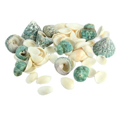 China DIY Customized Package Conch Shell Hermit Crab Seashell Fish Aquarium Decoration for sale