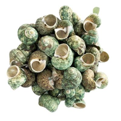 China Europe Manufacturers Direct Natural Conch Shell Landscape Micro Ornaments Green Conch Shell Crafts Wholesale for sale