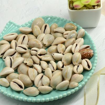 China Europe Beach Decor Craft DIY Home Decoration Marine Style Fish Tank Conch Shell Embellishment Gray Cowrie Natural Sea Shells for sale