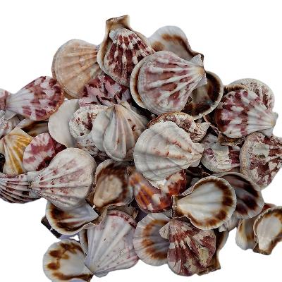 China 2019 other new design natural products craft shells for sale