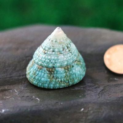 China Natural Shellfish Hermit Crab Shell Conch Fish Tank Landscape Sea Snail Tower Green Shell Specimens Gifts Decoration Craft for sale