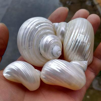 China Natural False Hermit Crab Special Fake Aquarium Shellfish Bun Screw Shells Tank Conch Waterscape for sale