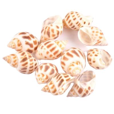 China Wedding decoration & Popular Natural Gift Craft Sea Shells Custom DIY Opens Babylon Shell for sale