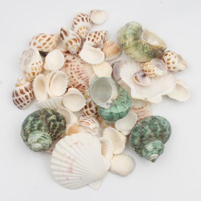 China Various Europe Natural Sea Shells Conch Shell Beach Decor Craft Diy Marine Style Fish Tank Seashells Conch Embellishment for sale