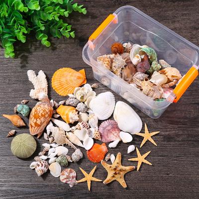 China Europe Mix Natural Mini Conch Corn Screw Wall Shells Decoration Sea Shells Seashell Beach Decor DIY Aquarium Landscape Crafts for sale