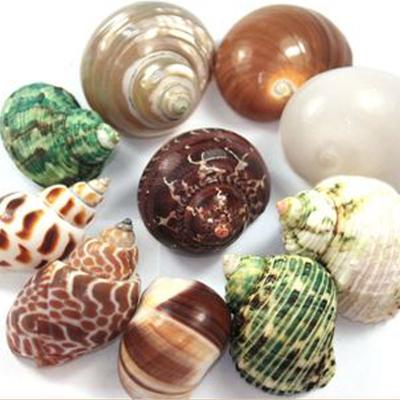 China Shell Fish Tank Spiral Shellfish Hermit Crabs Beach Shell Conch Decoration Crafts Micro-landscape Natural Specimens for sale