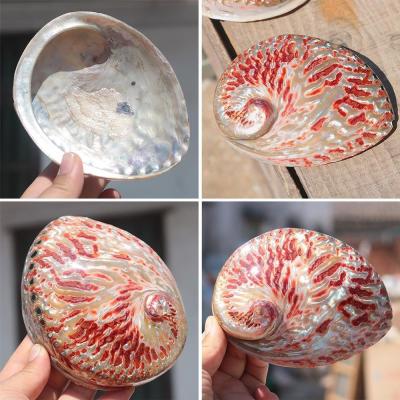 China Europe 11-13cm Polished Natural South African Abalone Shells Bright Red Paua Shell Containing Box Home Window Decoration for sale