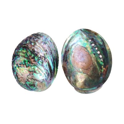 China From China Factory Direct Large Blue Abalone New Zealand Paua Shell Polished Running Shell For Smudge Set Pot for sale