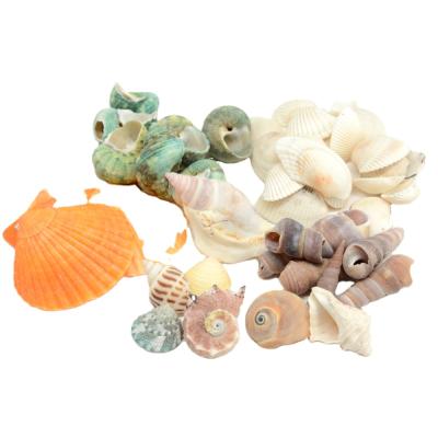 China DIY Christmas shell natural Babylonia areolata wind rings shell with good price for sale