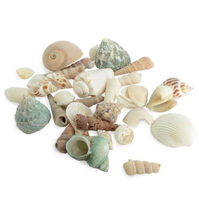 China Wholesale Cheap Factory 3cm DIY Raw Seashell Mixed Sea Shells From Babylonia for sale