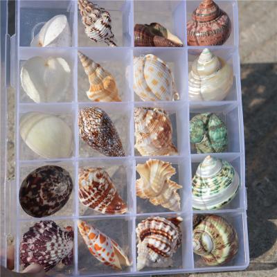 China 2019 Hot Selling Europe Amazon Home Decor Mixed Seashells Collect Box for sale