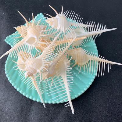 China Europe Hot Sale White Home Decoration Natural Sea Shell Conch for sale