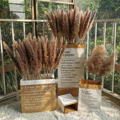 China Wholesale Green Dry Immortal Plant Primary Color Pampas Grass Natural Tubular Flower Large Pampas Reed Environmental Protection Flower Wedding Decoration Large for sale