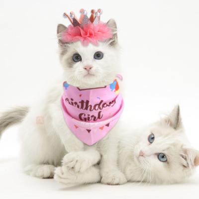 China Viable Factory Wholesale Price Pet Birthday Decoration Set Pearl Crown Hat Triangle Scarf Set for sale