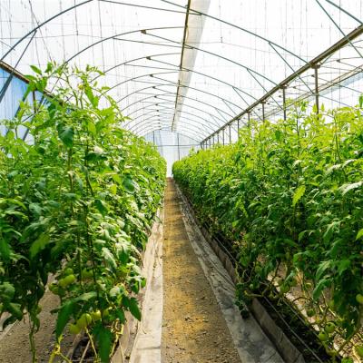 China Stable Structure Easily Collected Cheap Tomato / Vegetable Grow Tunnel Film Greenhouse For Agricultural for sale