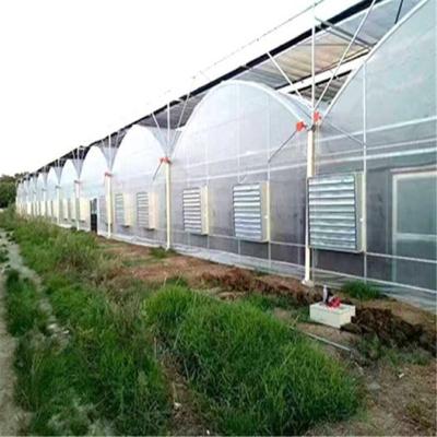 China Stable Structure Easily Assembled Steel Multi-span Plastic Sheet Multi-span PO Film Greenhouse Frame For Vegetables for sale