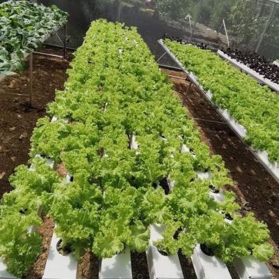 China Commercial PVC Greenhouse Hydroponics DFT Hydroponic Growing System For Sale for sale