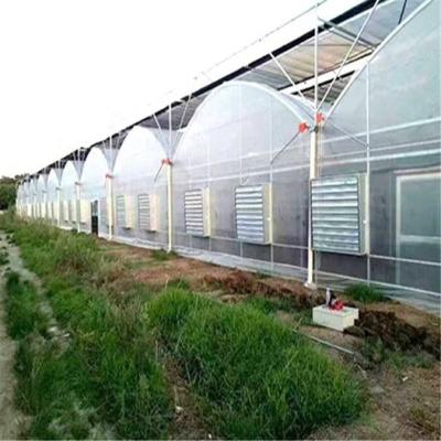 China PE Plastic Film Greenhouse Plant Tomatoes With Agriculture Products for sale