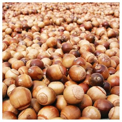 China Food Starch and Biscuit Bakery Oak Cap Nuts/Acorn Cores for Food Starch and Biscuit Bakery for sale