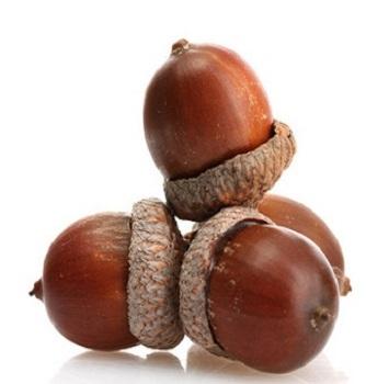 China Food and bakery acorn starch kernel oak acorns for food starch and bakery for sale