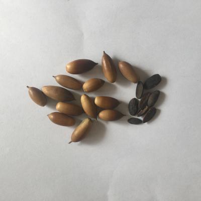 China Nuts& pits shelled and grated oak acorn pits for acorn powder for sale