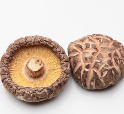 China Wholesale Dry Chinese Shiitake Mushroom for sale