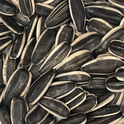 China Dry Exporting Type 361 China Sunflower Seeds Market Price for sale