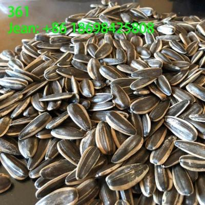 China The dry sunflower seed 363 from Inner Mongolia China for sale