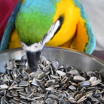 China Dry For Birds Sunflower Seeds From China Inner Mongolia Natural Seeds To Shell for sale