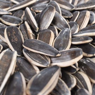 China Chinese dry companies export sunflower seeds 363 for sale