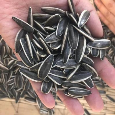 China Parrot Family Black Sunflower Seeds Large Dried 363 Seeds High Quality Sunflower for sale