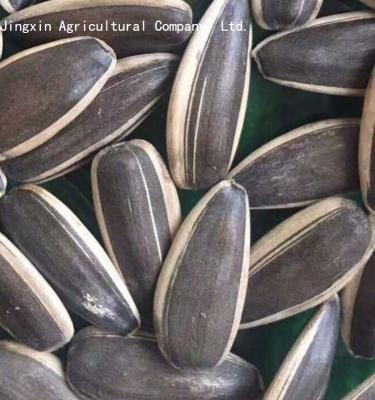 China 601 dry Chinese sunflower seeds in the shell for sale