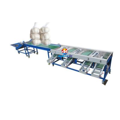 China Automatic Roll Type Garlic Dimension Sorter Garlic Clove High Efficiency Sorter for sale