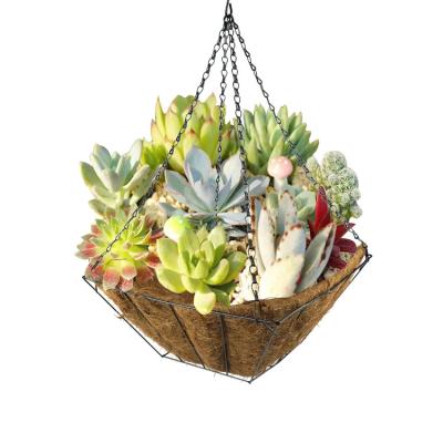 China Cheap Price Eco-friendly Plant Basket Self Watering Plastic Planter Hanging Pot Planter Basket With Cocos for sale