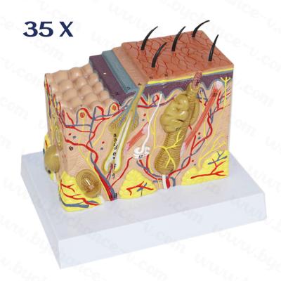 China Skin Model 35X Enlarged Anatomical Skin Model Anatomy For Science Classroom Study Display Medical Teaching Model for sale