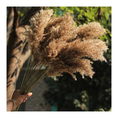 China Romantic wholesale natural reed wild pampas grass for wedding decor for sale