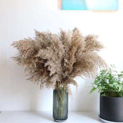 China European and American style pampas grass ponytail romantic wild dry beater for wedding for sale