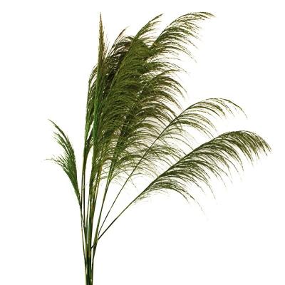 China Good quality floral materials dried pampas grass flowers and plants decoration natural beige daily products L for sale