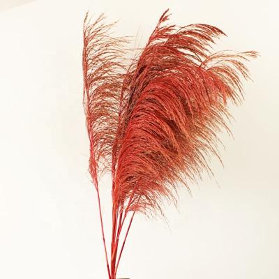 China Superior Quality Pampas Grass Large Preserved Artificial Decoration L Of Flowers And Plants Pampas Grass Furnishings for sale