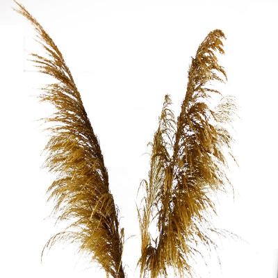 China Top Selling Romantic Green Fresh Phragmites Preserved Pampas Grass For Wholesale for sale