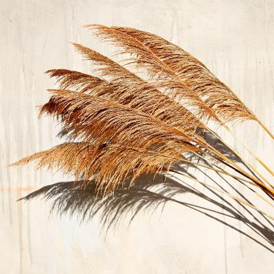 China 120cm tall dry flower prundo decorative phragmites thatch pampas grass for wedding 120cm home decorative for sale