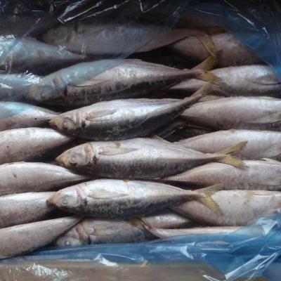 China Frozen Saurels FROZEN 20cm+ Fresh Seafrozen for sale