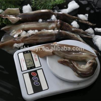 China Illex W/R Seafrozen Nutritious Frozen Squid New Landing 2020 for sale