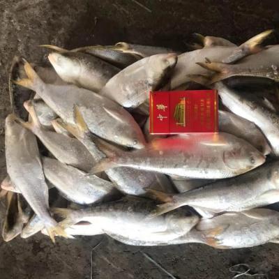 China FROZEN Yarn FROZEN Shad Gizzard Shad Hilsa for sale