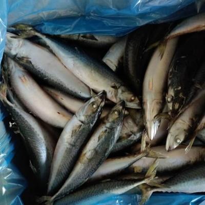 China FROZEN Frozen Pacific Mackerel For Egypt Market Seafrozen BQF With Inner Bag for sale